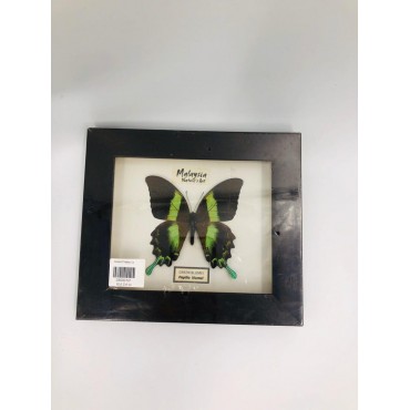 insect frame 1a (papilio blumei)