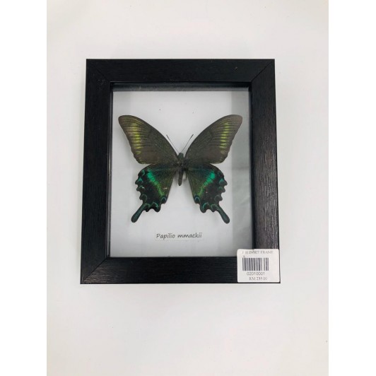 f.h insect frame a (papilio mmackii)