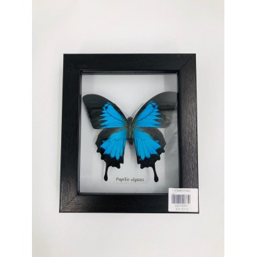 f.h insect frame a (papilio ulysses)