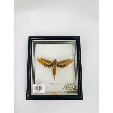 Insect frame b (theratra nessus)