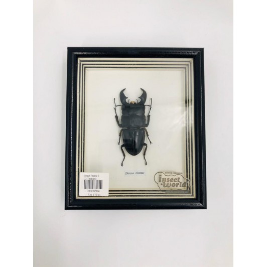 Insect Frame E (Dorcus titanus)